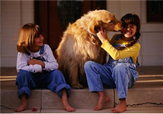 寵物攻擊性測(cè)試方法 寶寶被寵物咬傷的正確處理