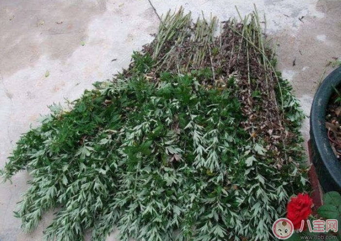 2017夏天孩子長痱子有什么偏方 去治痱子偏方有哪些 2017夏天孩子長痱子有什么偏方 去治痱子偏方有哪些