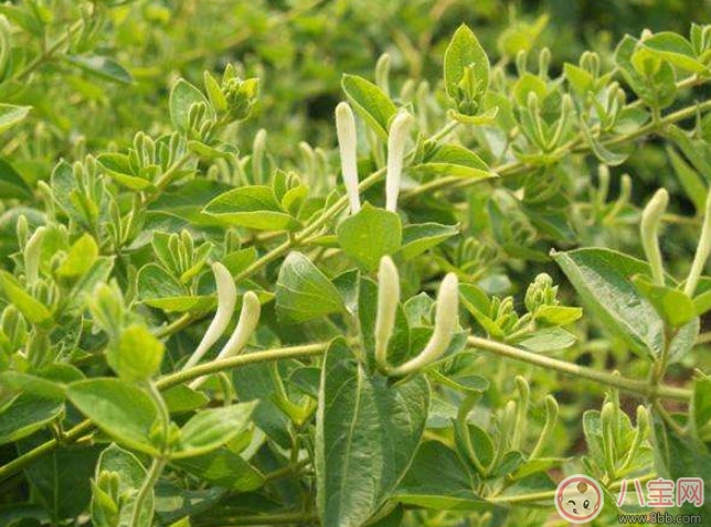 2017夏天孩子長痱子有什么偏方 去治痱子偏方有哪些 2017夏天孩子長痱子有什么偏方 去治痱子偏方有哪些