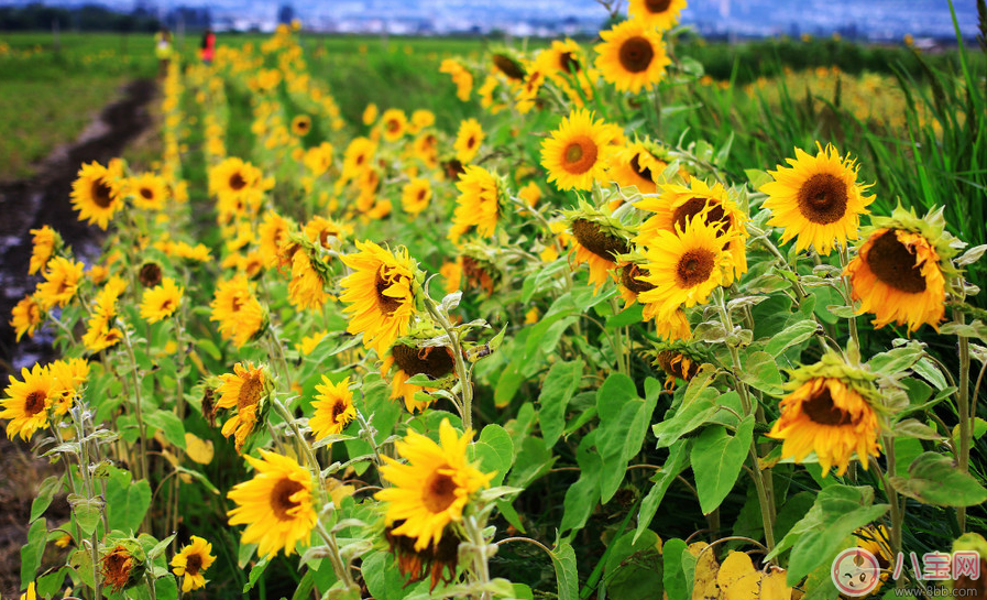 田亮森碟現(xiàn)身機(jī)場出行游玩 一家人出行需要準(zhǔn)備什么