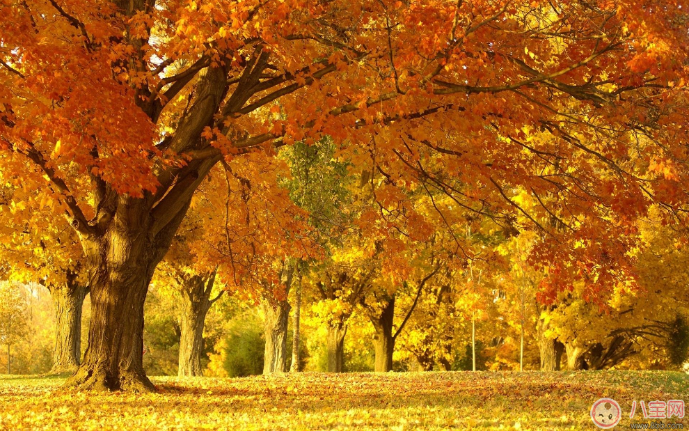 出伏第一天這樣做能過的更好 2017出伏小指南 出伏第一天這樣做能過的更好 2017出伏小指南