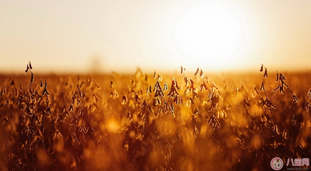 出伏第一天這樣做能過的更好 2017出伏小指南