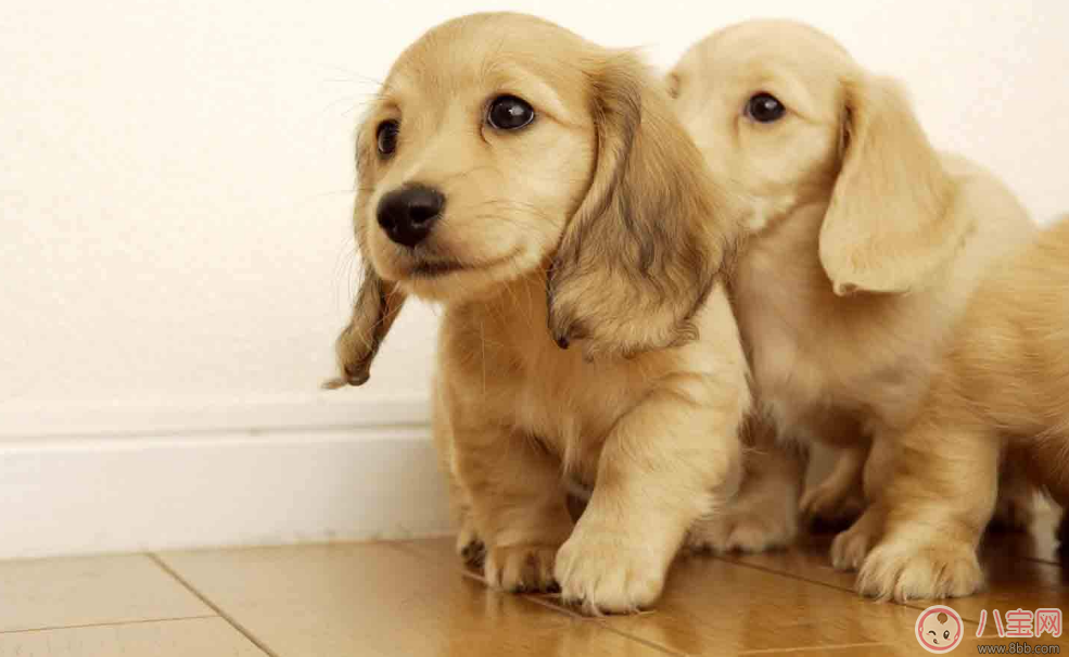 明知我養(yǎng)狗還住隔壁 孩子遇到狗怎么辦