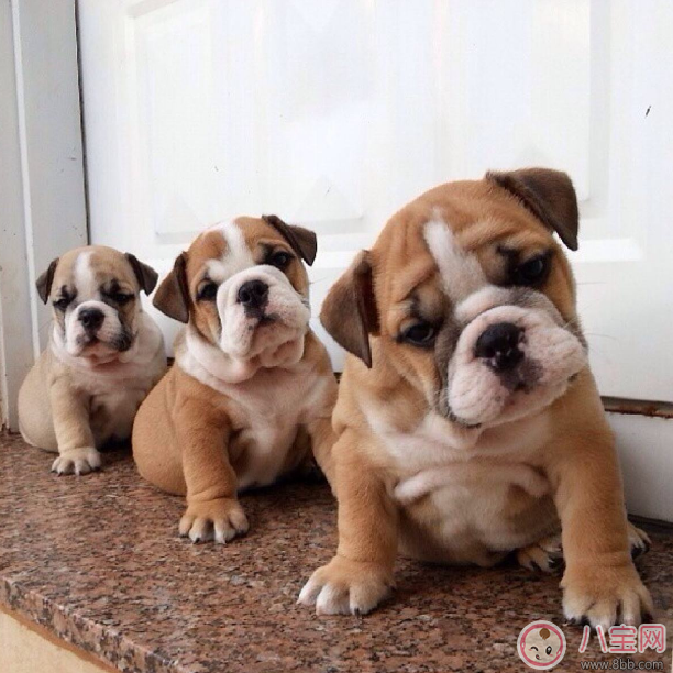 明知我養(yǎng)狗還住隔壁 孩子遇到狗怎么辦