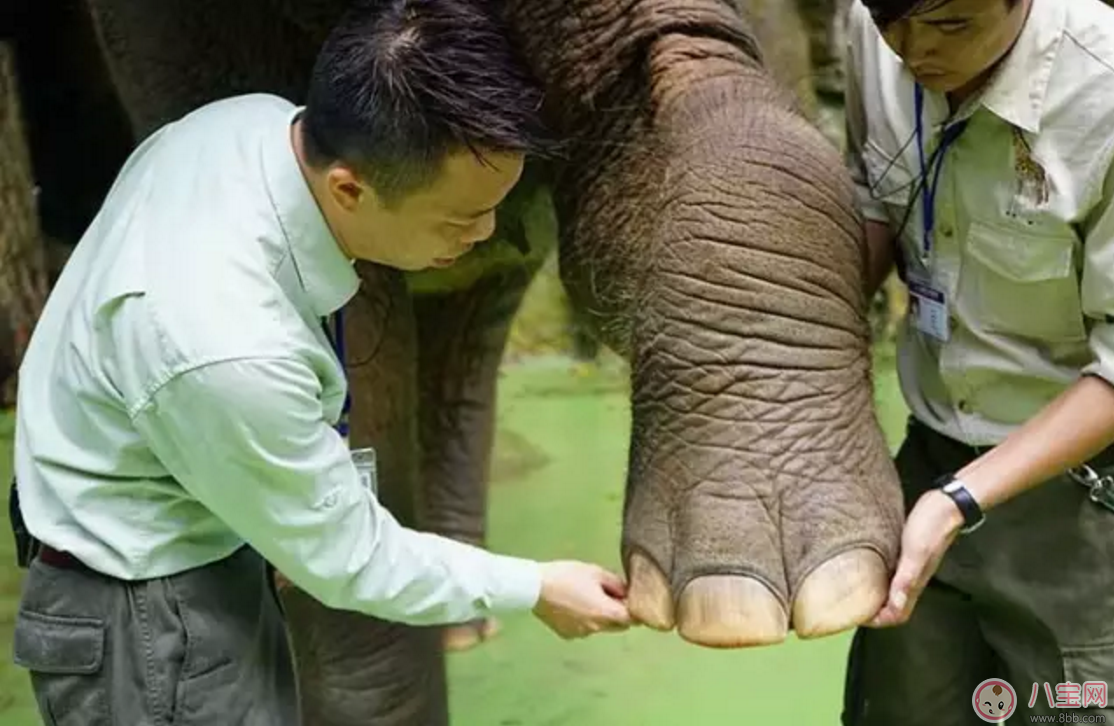 2017七夕節(jié)全家出游 看看長隆親子攻略 2017七夕節(jié)全家出游 看看長隆親子攻略