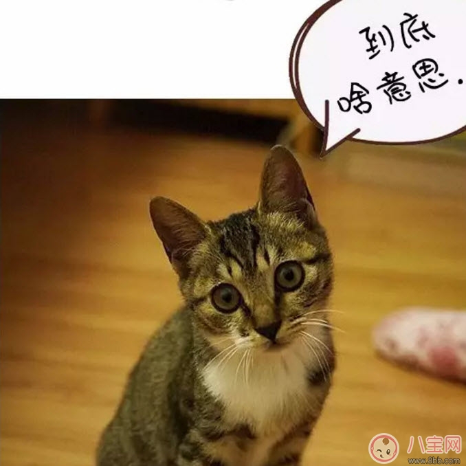 網(wǎng)絡(luò)語ky是什么意思 ky粉是什么意思(B站微博ky是什么縮寫嗎)