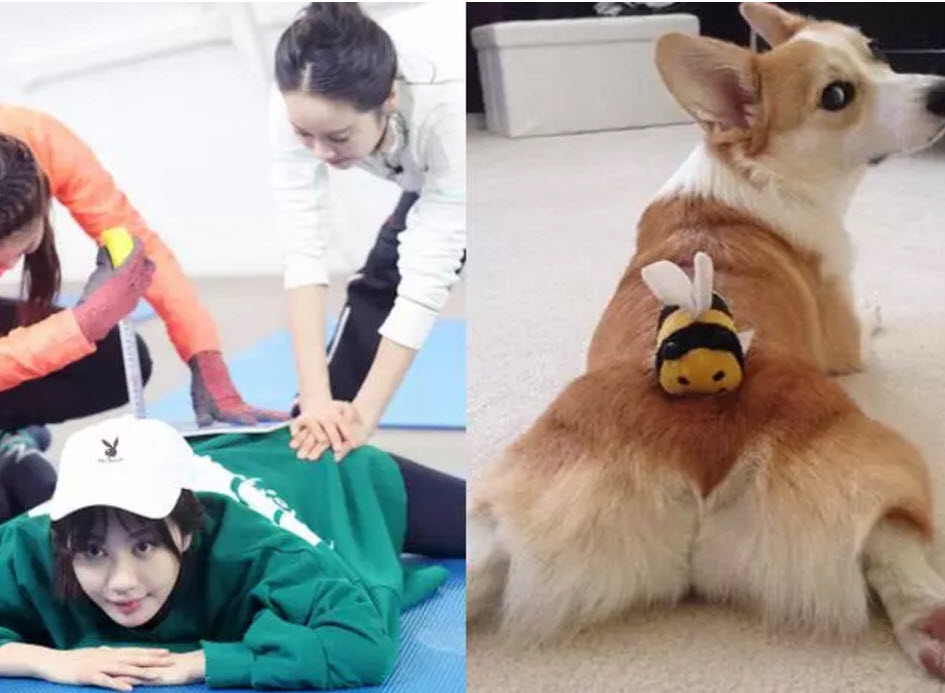 李菲兒柯基臀怎么練出來的 懶人練柯基臀的方法 李菲兒柯基臀怎么練出來的 懶人練柯基臀的方法