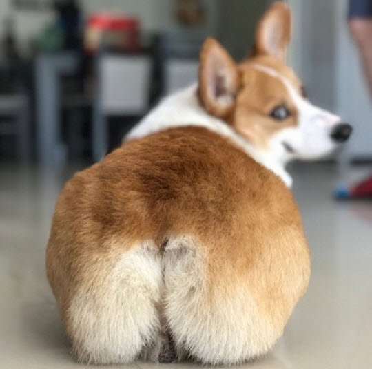 李菲兒柯基臀怎么練出來的 懶人練柯基臀的方法 李菲兒柯基臀怎么練出來的 懶人練柯基臀的方法