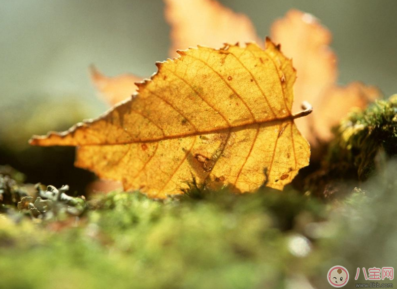 貼秋膘有什么技巧 貼秋膘注意事項(xiàng)