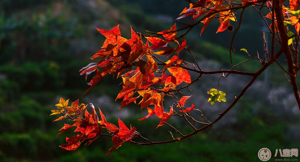 貼秋膘有什么技巧 貼秋膘注意事項(xiàng)