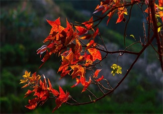 貼秋膘有什么技巧 貼秋膘注意事項(xiàng)