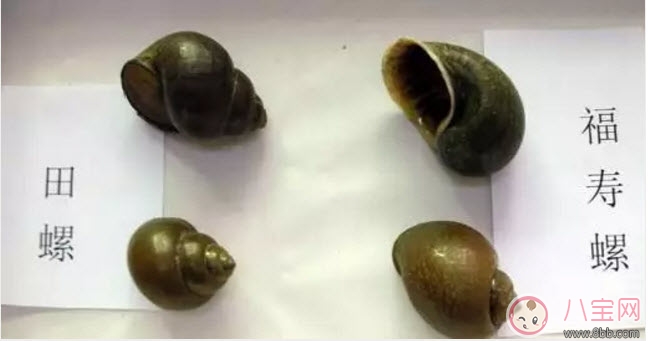 福壽螺不能吃 孕婦不能吃福壽螺(福壽螺與田螺的區(qū)別有哪些) 福壽螺不能吃 孕婦不能吃福壽螺(福壽螺與田螺的區(qū)別有哪些)