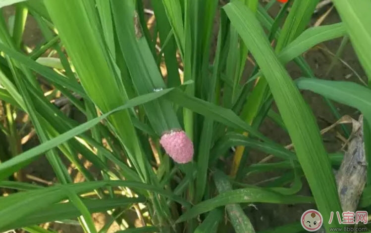 福壽螺不能吃 孕婦不能吃福壽螺(福壽螺與田螺的區(qū)別有哪些) 福壽螺不能吃 孕婦不能吃福壽螺(福壽螺與田螺的區(qū)別有哪些)