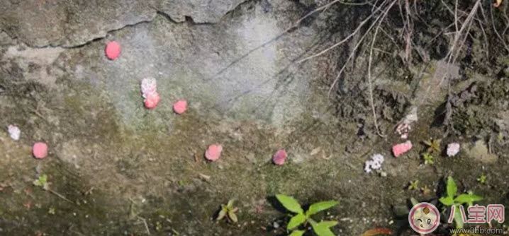 福壽螺不能吃 孕婦不能吃福壽螺(福壽螺與田螺的區(qū)別有哪些) 福壽螺不能吃 孕婦不能吃福壽螺(福壽螺與田螺的區(qū)別有哪些)