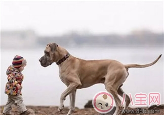 小寶寶拿狗盆里的狗食 夏季小寶寶如何與狗狗相處 小寶寶拿狗盆里的狗食 夏季小寶寶如何與狗狗相處