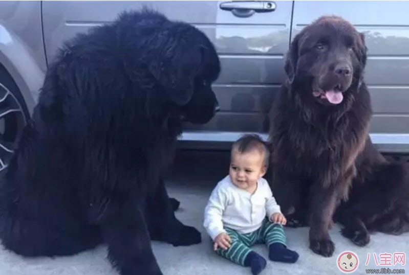 小寶寶拿狗盆里的狗食 夏季小寶寶如何與狗狗相處 小寶寶拿狗盆里的狗食 夏季小寶寶如何與狗狗相處