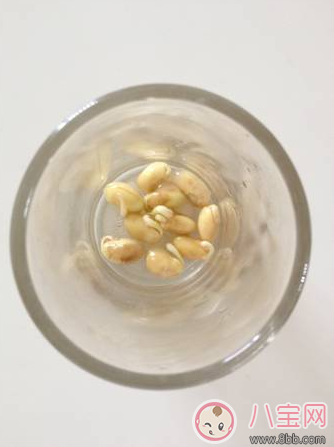 夏季帶孩子養(yǎng)植物養(yǎng)什么植物好 和孩子養(yǎng)植物成長快 夏季帶孩子養(yǎng)植物養(yǎng)什么植物好 和孩子養(yǎng)植物成長快