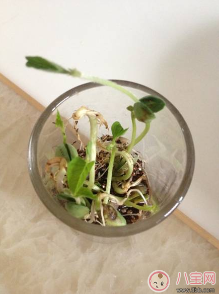 夏季帶孩子養(yǎng)植物養(yǎng)什么植物好 和孩子養(yǎng)植物成長快 夏季帶孩子養(yǎng)植物養(yǎng)什么植物好 和孩子養(yǎng)植物成長快