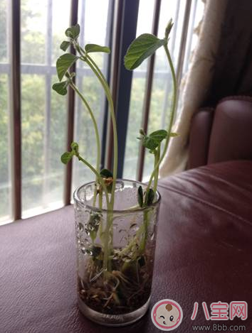 夏季帶孩子養(yǎng)植物養(yǎng)什么植物好 和孩子養(yǎng)植物成長快 夏季帶孩子養(yǎng)植物養(yǎng)什么植物好 和孩子養(yǎng)植物成長快