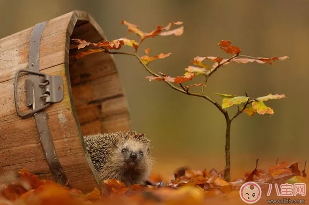 孕晚期胎教故事 神奇的蘑菇桌 孕晚期胎教故事 神奇的蘑菇桌