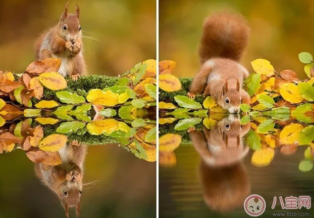 孕晚期胎教故事 神奇的蘑菇桌 孕晚期胎教故事 神奇的蘑菇桌