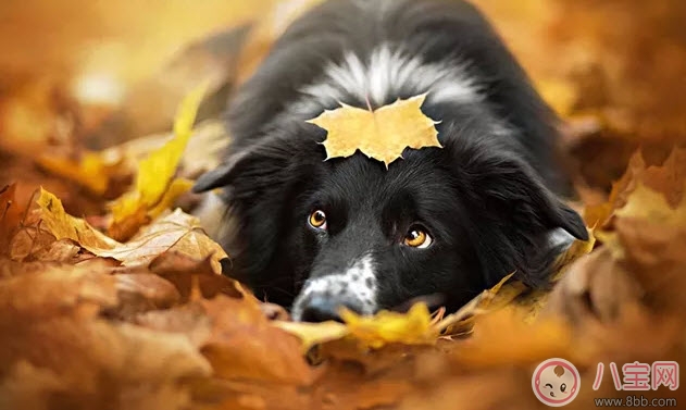 孕晚期胎教故事 神奇的蘑菇桌 孕晚期胎教故事 神奇的蘑菇桌