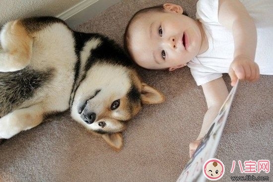 寶寶與家里養(yǎng)的寵物相處注意事項 寶寶與家里養(yǎng)的寵物相處注意事項