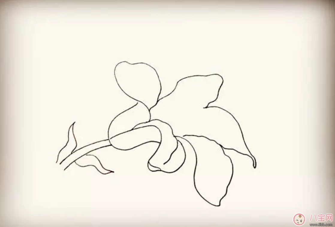 怎么教寶寶花百合花 百合花簡筆畫 怎么教寶寶花百合花 百合花簡筆畫