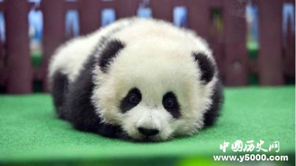 馬來西亞還大熊貓的原因還回大熊貓成長(zhǎng)歷史簡(jiǎn)介 馬來西亞還大熊貓的原因還回大熊貓成長(zhǎng)歷史簡(jiǎn)介