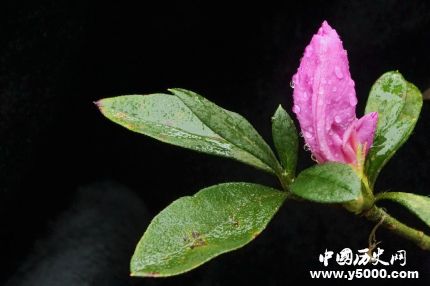 杜鵑的寓意和象征家里為什么不放杜鵑花？