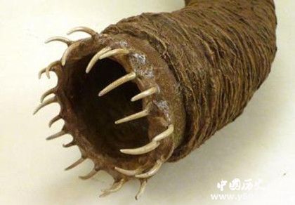 死亡之蟲的秘密:死亡之蟲真的存在嗎 死亡之蟲的秘密:死亡之蟲真的存在嗎