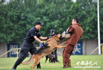 全國首只克隆警犬誕生克隆警犬有什么用處？