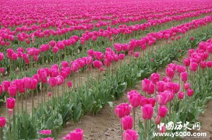 郁金香的花語(yǔ)和寓意郁金香適合送給什么人？