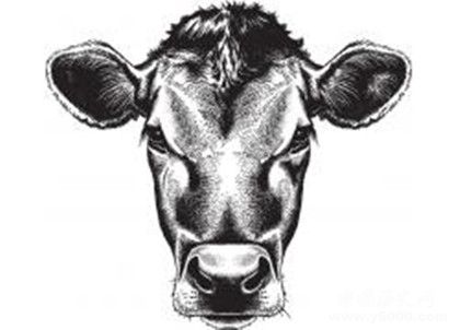 屬牛的人在2019年整體運勢怎么樣屬牛的幸運物是什么