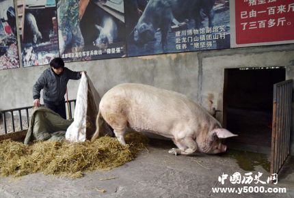 豬堅強(qiáng)12歲豬堅強(qiáng)地震生還之謎豬堅強(qiáng)現(xiàn)狀如何？