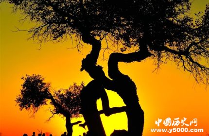 連理枝簡介連理枝的詩句連理枝是什么植物？