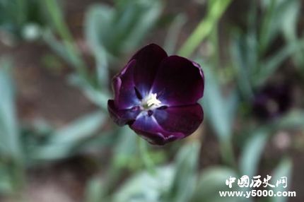 郁金香的花語和寓意郁金香適合送給什么人？