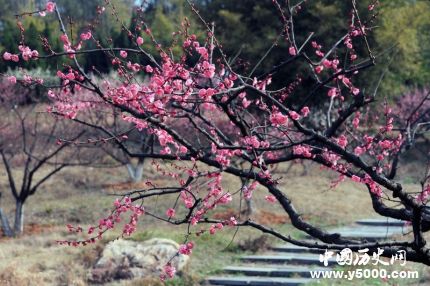 梅花三弄簡介版本典故梅花三弄是哪三弄？