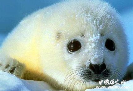 國際海豹日簡介國際海豹日主題國際海豹日的活動有哪些？