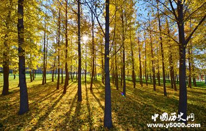 人工造林最多國家人工造林的特點和意義是什么 人工造林最多國家人工造林的特點和意義是什么