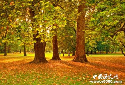 梧桐的寓意梧桐樹(shù)為什么能引來(lái)金鳳凰？