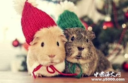 2018年屬鼠的人運(yùn)勢(shì)怎么樣屬鼠的人婚配情況介紹 2018年屬鼠的人運(yùn)勢(shì)怎么樣屬鼠的人婚配情況介紹