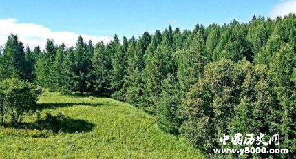 中國成人工造林最多國家人工造林有什么特點(diǎn)和原則？