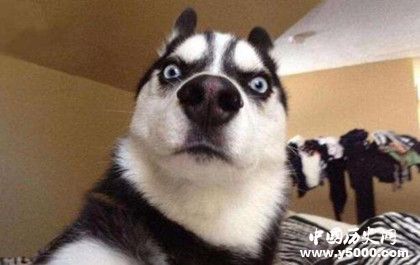 哈士奇資料介紹 哈士奇性格特點(diǎn) 哈士奇怎么養(yǎng) 哈士奇資料介紹 哈士奇性格特點(diǎn) 哈士奇怎么養(yǎng)