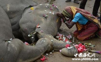 大象的葬禮：大象是如何舉行葬禮的？