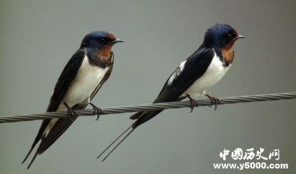 燕子的寓意燕子象征著什么意義？