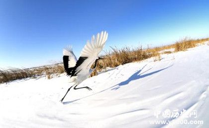 扎龍國家自然保護(hù)區(qū)景點(diǎn)介紹地理位置氣候環(huán)境旅游攻略介紹