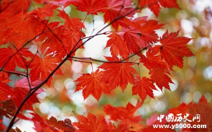 楓葉的寓意楓葉象征著什么意思？
