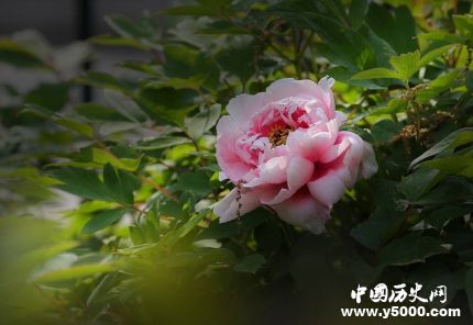 牡丹為什么代表富貴牡丹象征富貴的原因是什么？