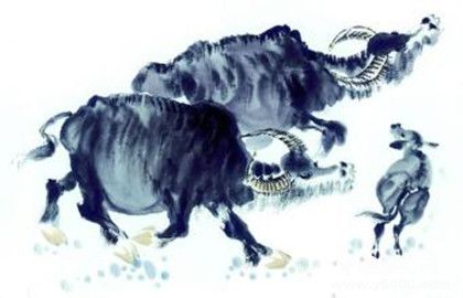 屬牛的人在2019年整體運勢怎么樣屬牛的幸運物是什么